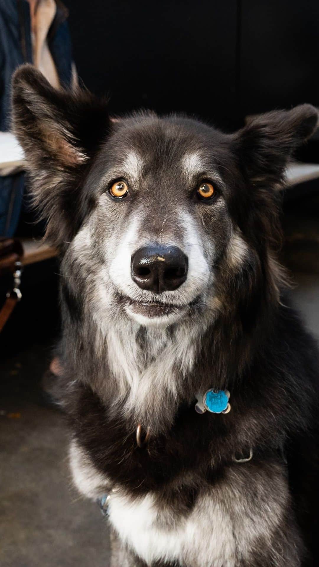 The Dogistのインスタグラム：「Rufus, German Shepherd/Siberian Husky mix (5 y/o), California Ave. & Abbot Kinney Blvd., Venice, CA • “He’s mischievous – he eats off the counter. I always get asked if he’s a wolf.” @rufuslefloof, a rescue via @wamalrescue」