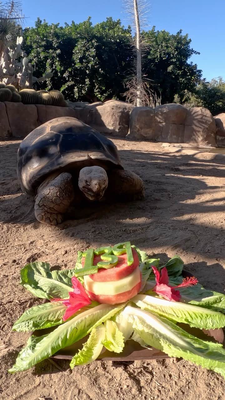 San Diego Zooのインスタグラム：「139 and doing just fine 🐢  Only Gramma has the right to lie about her age. For many tortoises, it’s impossible to determine how old they are without knowing their hatch day. Since Gramma’s exact birthday is unknown, wildlife care specialists had to estimate her age based on her size when she first arrived at the Zoo in 1928.   #BirthdayGirl #GalapagosTortoise #Torts #SanDiegoZoo」