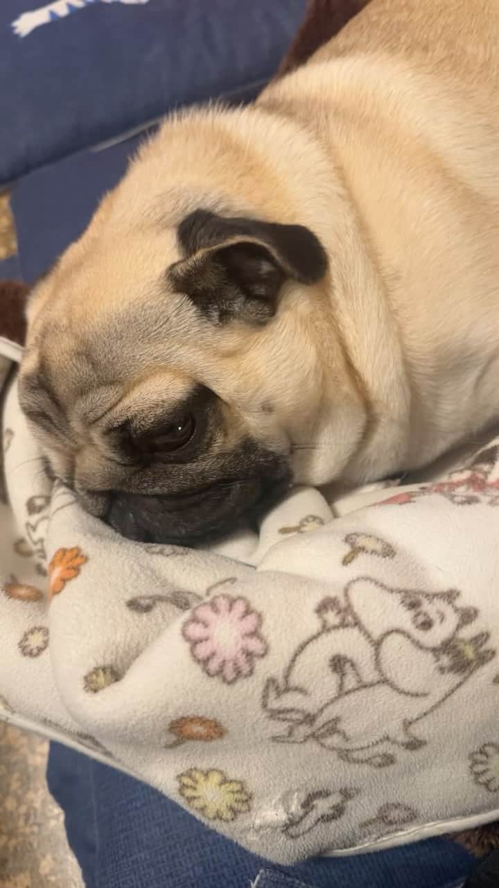 gontaのインスタグラム：「Good morning Thursday. It's 8 degrees outside at 5:40 a.m. Japan time.#keelyafternoontea #gonta3 #speakpug #smiliingpugs #pugjapan #pug #love #pugsofinstagram #zerozeropug #skateboardpug #pugshit #listpug #wordofpug」