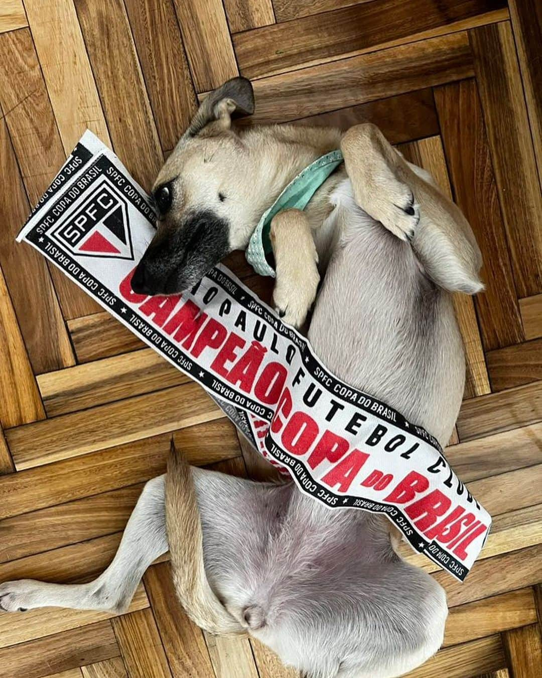 São Paulo FCさんのインスタグラム写真 - (São Paulo FCInstagram)「😍 Quem mais tem uma companhia dessas pra torcer pelo Tricolor?  #PetsTricolores  #VamosSãoPaulo 🇾🇪」11月16日 6時19分 - saopaulofc