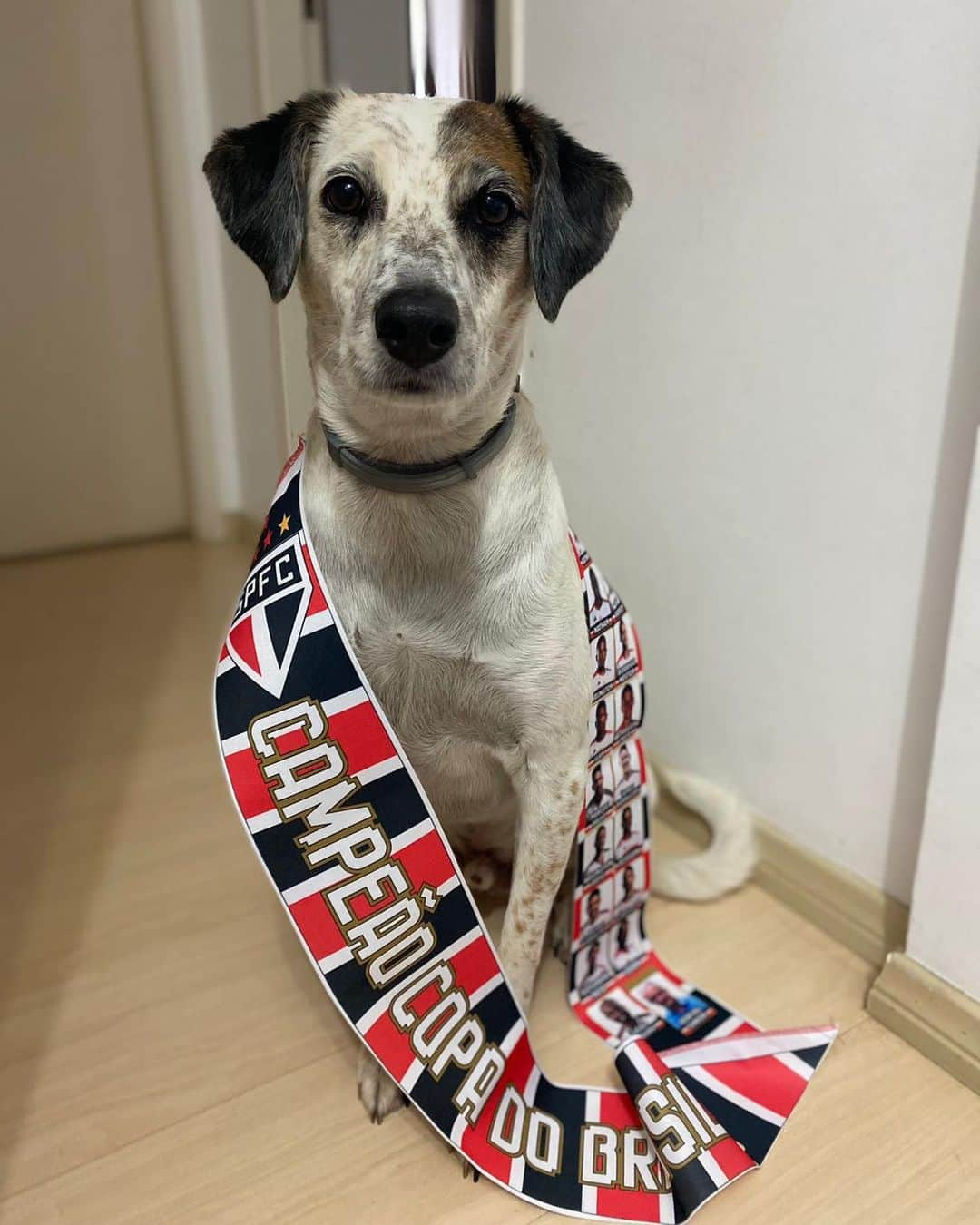 São Paulo FCのインスタグラム：「😍 Quem mais tem uma companhia dessas pra torcer pelo Tricolor?  #PetsTricolores  #VamosSãoPaulo 🇾🇪」