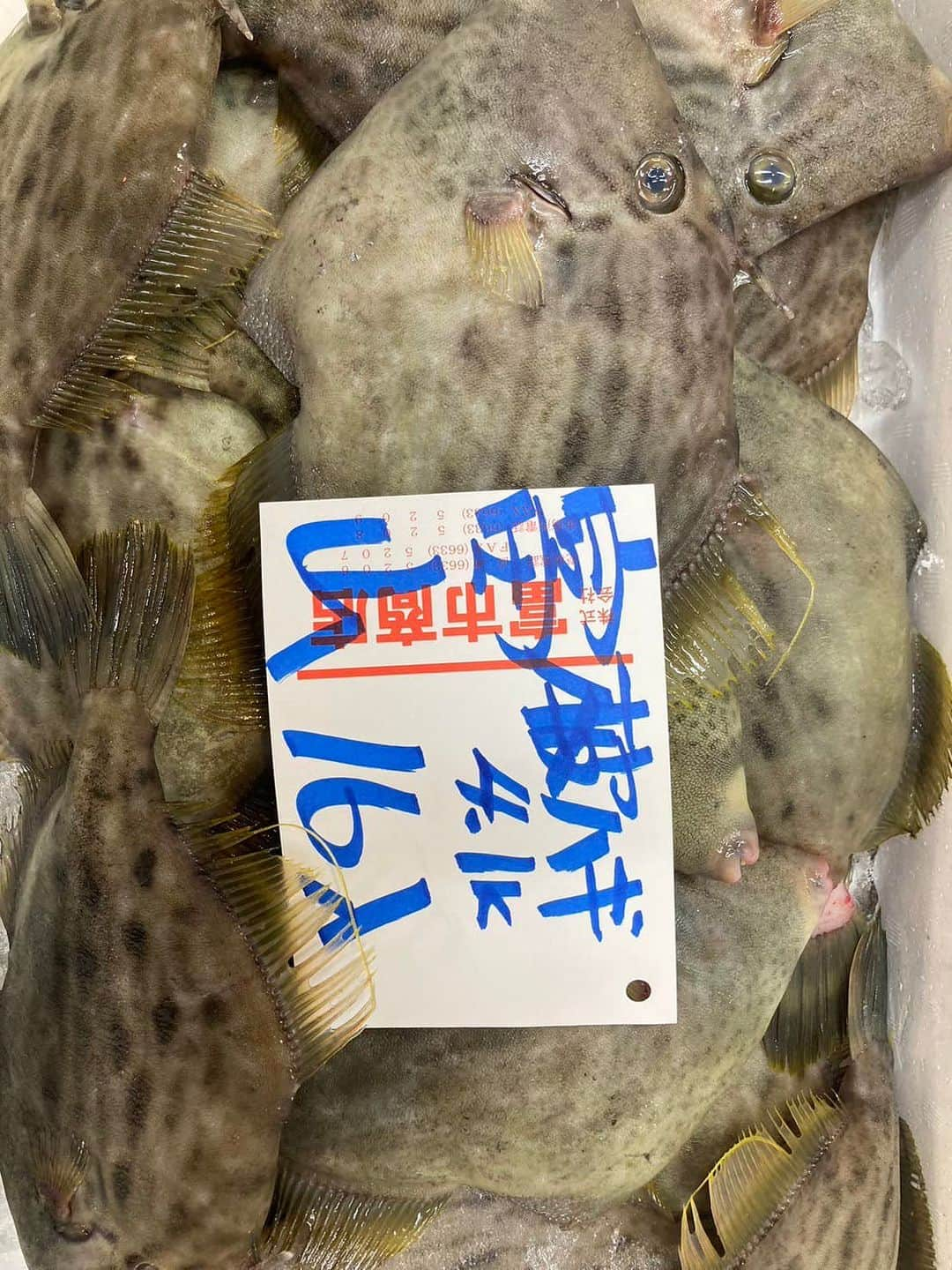 森田釣竿のインスタグラム：「浦安泉銀 本日の魚食え！コノヤロー！！！」