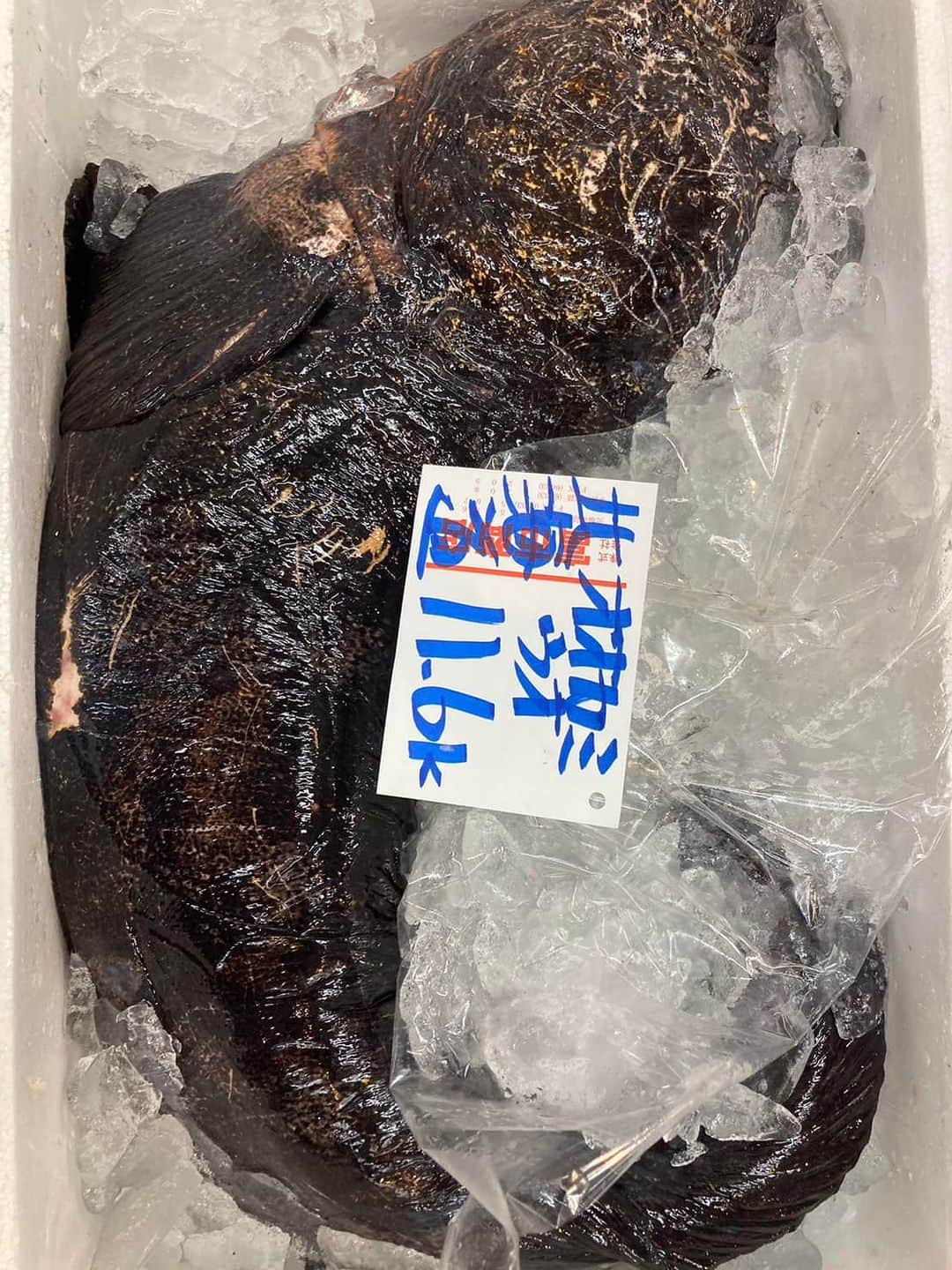 森田釣竿さんのインスタグラム写真 - (森田釣竿Instagram)「浦安泉銀 本日の魚食え！コノヤロー！！！」11月16日 6時24分 - tsurizaomorita3710