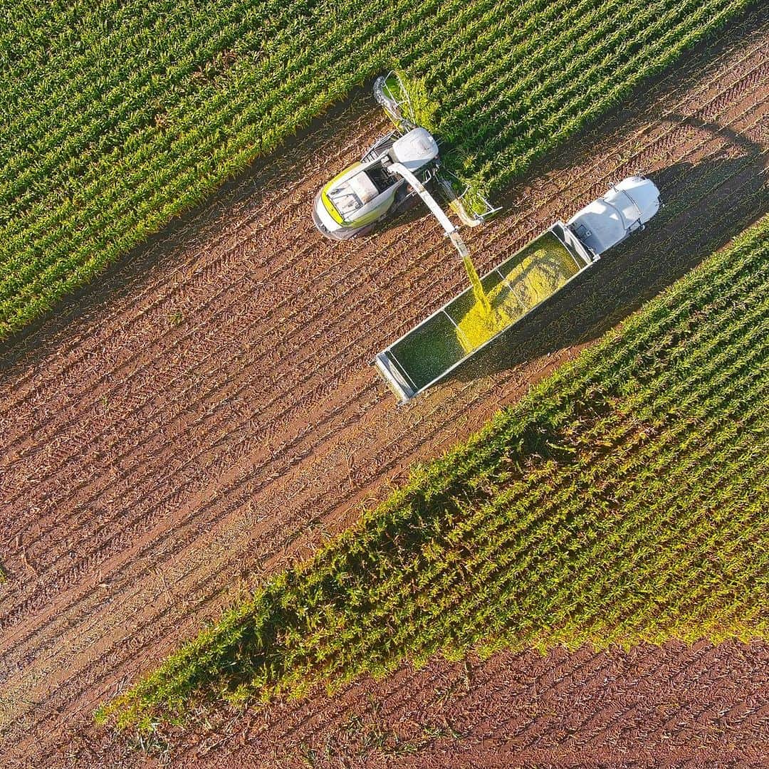 Discoveryのインスタグラム：「What is being harvested in this bird's-eye view? 👀   Hint: a bountiful harvest of this crop was celebrated at the first American Thanksgiving in 1621!  📷: James Brey  #aerial #agriculture」