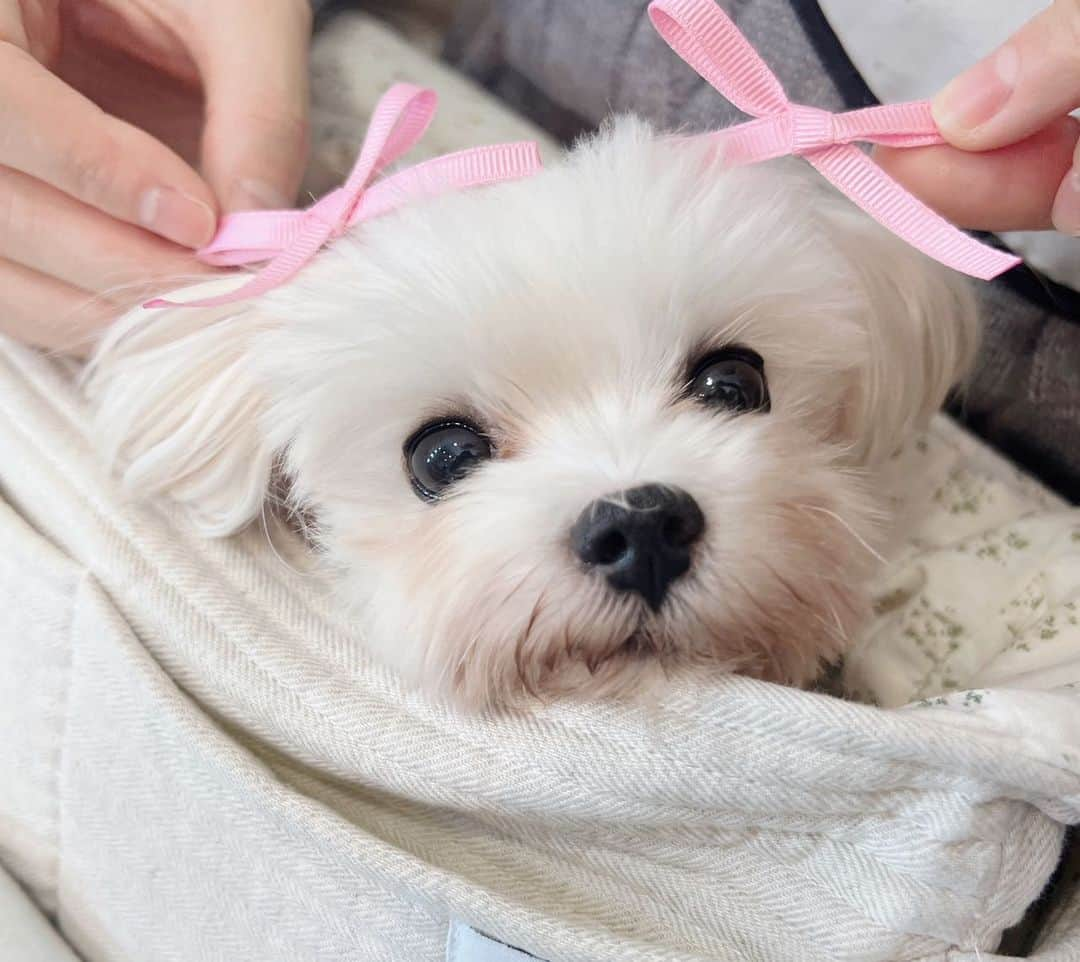 ナム・ボラのインスタグラム：「🐶💖🎶😽 이쁜 사랑둥이💜🫰🥳😆」