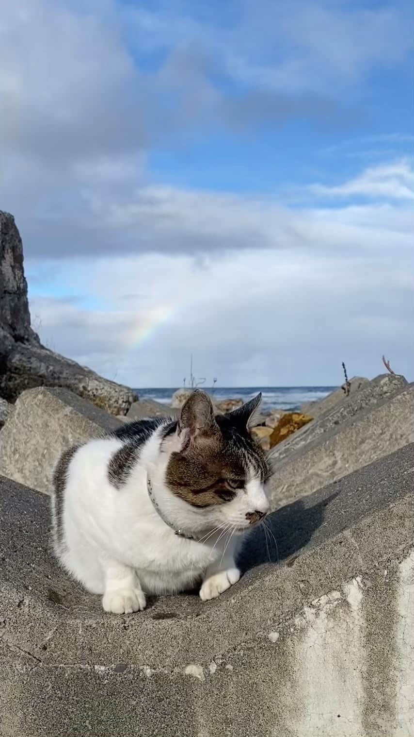 土肥美帆のインスタグラム：「😸 ☀︎ ケンジレインボー🌈 みんなにたくさんいいこと ありますように だべや(=-ω-=)🌈💕  今日もご機嫌な1日をだべや (=･ω･=)🍀  ＃ハッピーキャット」