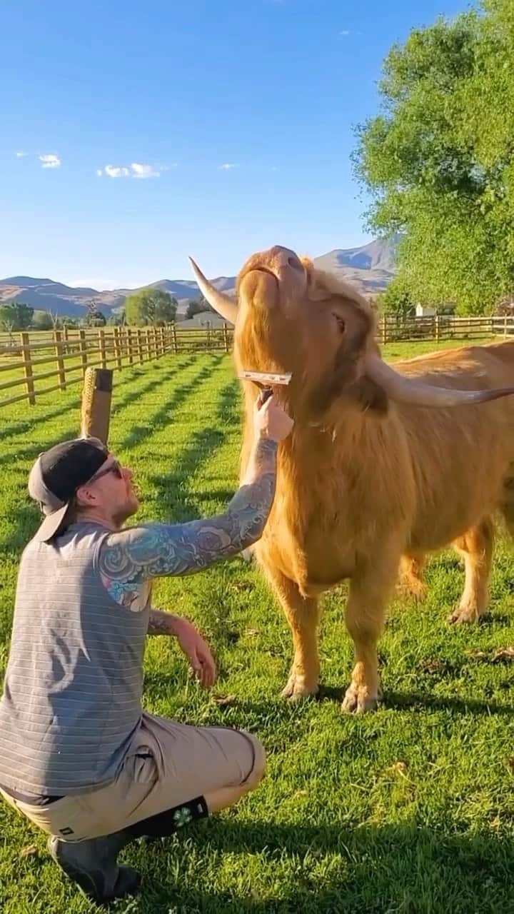 Baby Animalsのインスタグラム