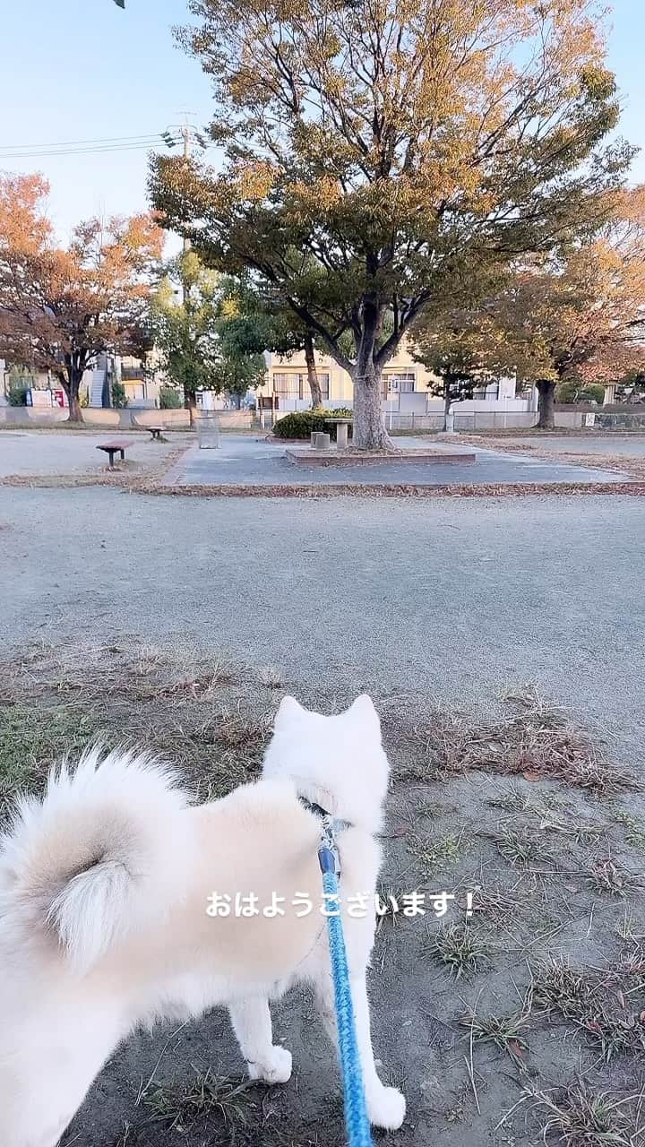 水谷雅子のインスタグラム：「名古屋17℃☀️☔️ おはようございます！ 今朝も冷えます。 布団が恋しい季節になってきましたね。 午後から雲が広がりお天気はゆっくりと下り坂。 夜にはポツポツ雨が降り出すようです。 帰りが遅い方は折りたたみ傘を持ってお出掛けしてくださいね！🌂 今日も頑張って行ってらっしゃい🩷 #おはようございます #goodmorning  #朝食#breakfast  #秋田犬#akitainu #dogsofinstagram  #ハム野菜サンド#フルーツヨーグルト #カフェオレ#珈琲 #水谷雅子 #水谷雅子の美容の秘訣シリーズ」