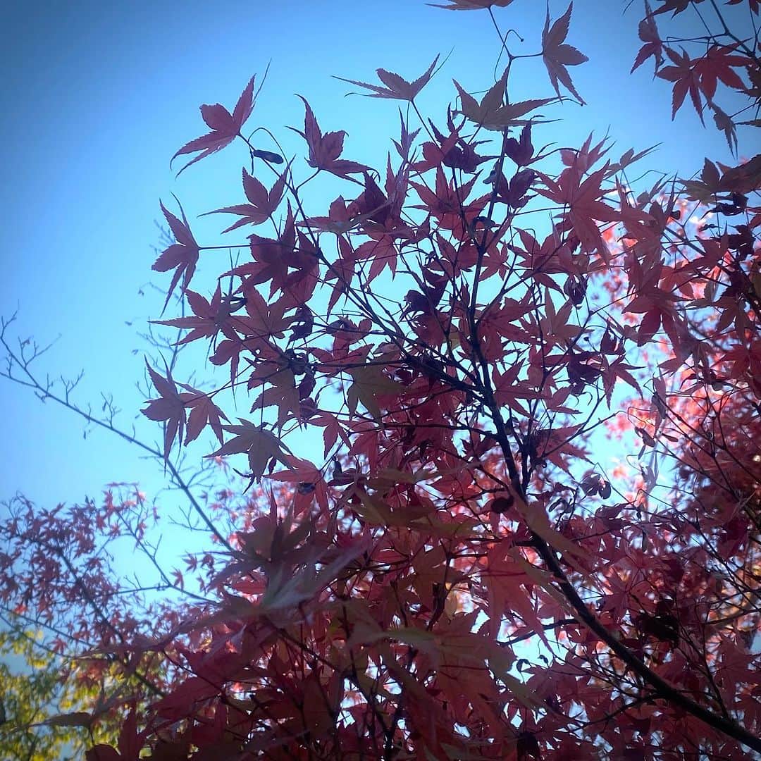 RURIKOさんのインスタグラム写真 - (RURIKOInstagram)「⁡ 今月の貴重なお休みは🍁 姫路城の横にある好古園で紅葉狩り༶༶ 凄く良い天気で、綺麗な青空❤︎ ⁡ ここは以前行って、とても素敵な庭園だったので、秋に是非来てみたかった所です。 ⁡ 世界遺産・姫路城を借景にした本格的な日本庭園で、9つの庭園群で構成されていて、 それぞれのお庭を楽しめます❤︎  ⁡ 私のお気に入りスポットは、 緩やかな滝があるお庭かな༶༶ 海でも滝でも、水辺は好き(*^^*) ⁡ マイナスイオンが沢山出てそうで、 リラックスと癒し効果がありそうᐝᐝᐝ ⁡ ⁡ ⁡ たくさんのいいねやコメント、 いつも、ありがとうございます😊　 ⁡ ⁡ #好古園#姫路#姫路城 #庭園#マイナスイオン #癒し空間#自然の癒し #ナチュラル#備忘録 #selfie#beauty#healthy #japan#japanesebeauty#asian #elegant#nurse #yyogainstructor #love#happylife #selfie#beauty#healthy #japan#japanesebeauty#asian #elegan#RURIKO#岡山」11月16日 18時55分 - rurico37