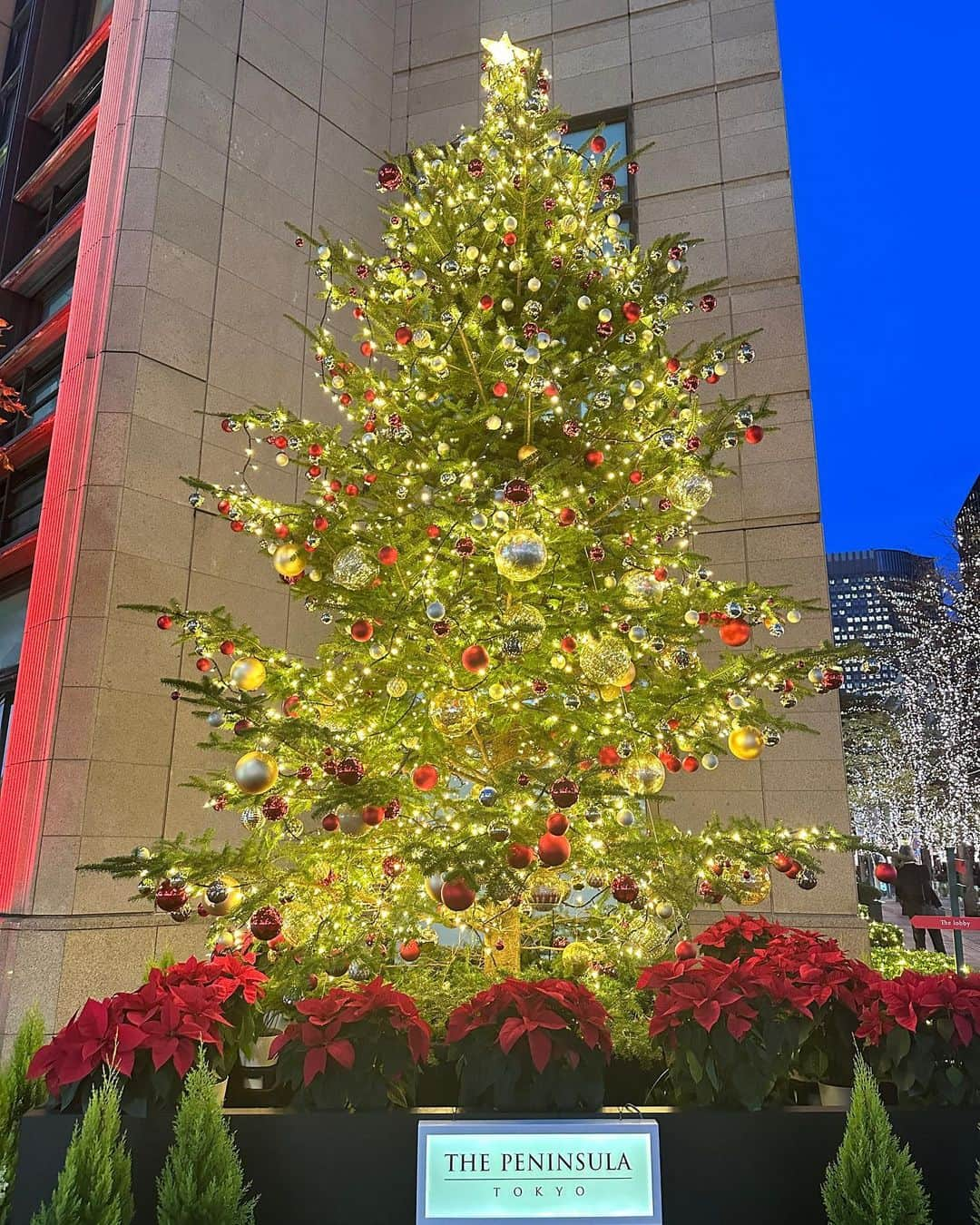 The Peninsula Tokyo/ザ・ペニンシュラ東京のインスタグラム：「煌めくフェスティブシーズンがスタートしました🎄✨今年は、晴海通りと丸の内仲通りのコーナーに高さ約6ｍのフレッシュなもみの木のクリスマスツリーが登場♪ナチュラルなライティングと、風と共に運ばれるフレッシュグリーンの優しい香りをぜひ間近でお楽しみください♬   Festive season has officially started at The Peninsula Tokyo. 🎄✨Join our fun family activities or pass by for a sweet treat! Tap the link in bio to discover more.」