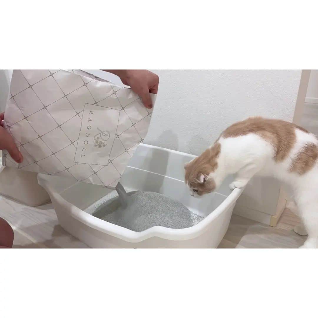 もちまるさんのインスタグラム写真 - (もちまるInstagram)「トイレを掃除してたら急におしっこしたくなった猫がこうなっちゃいました…」11月16日 18時00分 - catmotimaru