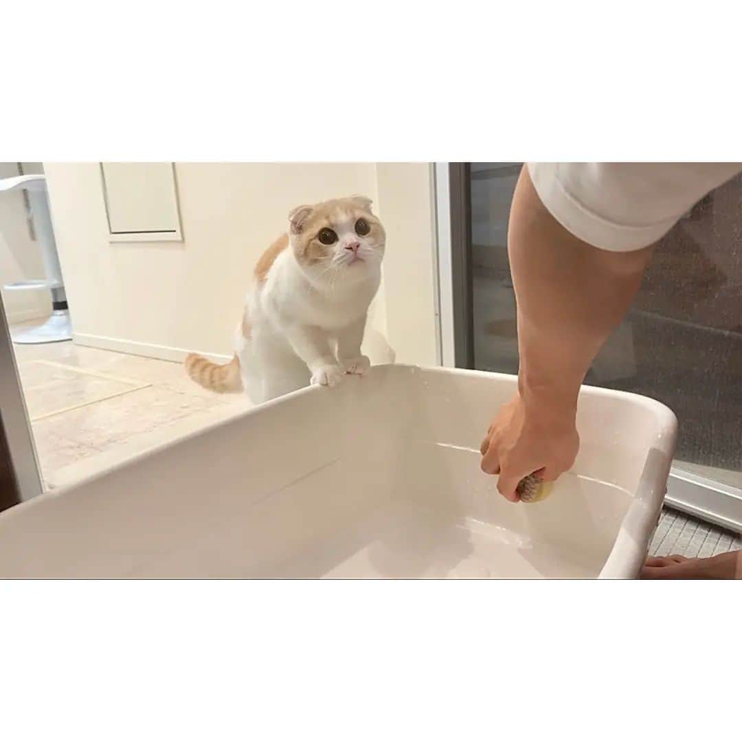 もちまるのインスタグラム：「トイレを掃除してたら急におしっこしたくなった猫がこうなっちゃいました…」
