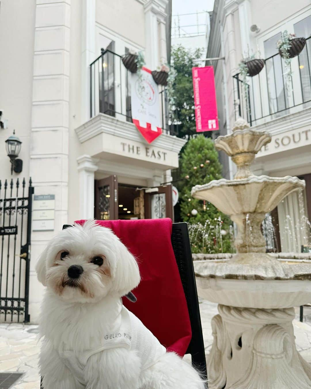 黒田莉来さんのインスタグラム写真 - (黒田莉来Instagram)「Café Santa🎅🏻🎄 クリスマスムード全開な雰囲気がたまらなく好き。  今日はtopsもcardiganも @proportionbodydressing 🖤🤍  #PR#proportionbodydressing #プロポーションボディードレッシング #プロポ #PBD#表参道カフェ#cafesanta」11月16日 18時03分 - kuroda_tomatochan