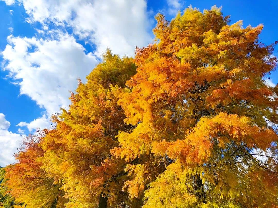 林智美 のインスタグラム：「1週間くらい前の🍁 今はもう少し赤いかなぁ。  いきなり秋を通り越して冬になっちゃったから、 葉っぱたちも赤を通り越して 茶色くなってるのも多いらしい。  葉っぱたちも人間もついてくの大変だよ。 体調崩さないよにお互い気をつけましょうね🍚  #紅葉パトロール #大津市 #京阪電車 #京阪電車沿線 #皇子山 #別所 #三井寺 #大津市役所前 #とも散歩」