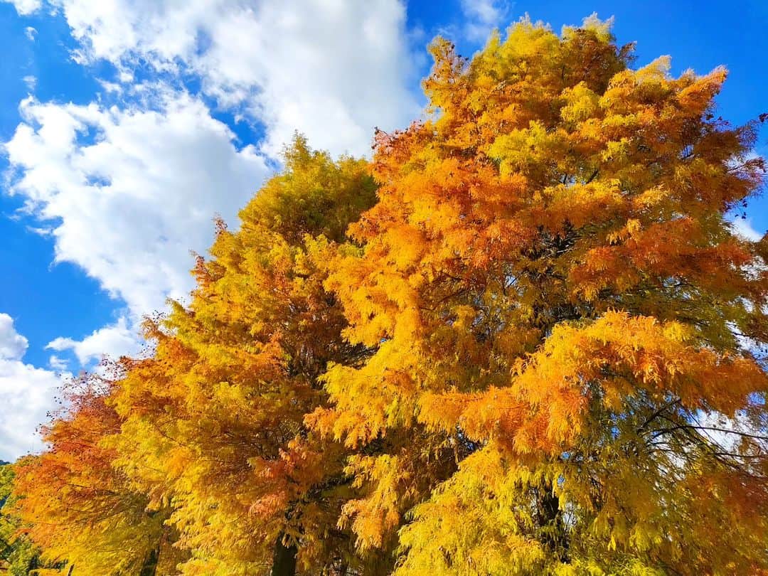 林智美 さんのインスタグラム写真 - (林智美 Instagram)「1週間くらい前の🍁 今はもう少し赤いかなぁ。  いきなり秋を通り越して冬になっちゃったから、 葉っぱたちも赤を通り越して 茶色くなってるのも多いらしい。  葉っぱたちも人間もついてくの大変だよ。 体調崩さないよにお互い気をつけましょうね🍚  #紅葉パトロール #大津市 #京阪電車 #京阪電車沿線 #皇子山 #別所 #三井寺 #大津市役所前 #とも散歩」11月16日 18時15分 - h_tomomi_i