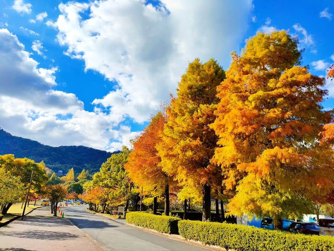 林智美 さんのインスタグラム写真 - (林智美 Instagram)「1週間くらい前の🍁 今はもう少し赤いかなぁ。  いきなり秋を通り越して冬になっちゃったから、 葉っぱたちも赤を通り越して 茶色くなってるのも多いらしい。  葉っぱたちも人間もついてくの大変だよ。 体調崩さないよにお互い気をつけましょうね🍚  #紅葉パトロール #大津市 #京阪電車 #京阪電車沿線 #皇子山 #別所 #三井寺 #大津市役所前 #とも散歩」11月16日 18時15分 - h_tomomi_i