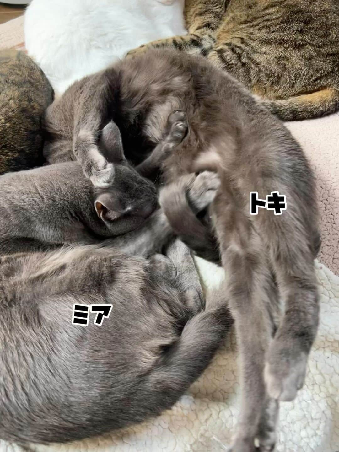 midoriのインスタグラム：「. . グレー猫のミアとトキ🐈‍⬛🐈‍⬛ . . ロシアンブルーではありません🤣☝️. . 保健所から引き出した時は、本当に体が弱く、ミアは絶対、助けられないだろうと覚悟をしましたが……。. . 我が家イチの、わんぱく坊主に成長してくれました❤️. . .  #ヨギボー  #ネコ#ねこのいる暮らし #保護猫と暮らす#ねこ#猫#ねこすたぐらむ #猫好きな人と繋がりたい #保護猫#三毛猫#キジトラ#きじとら#きじとら猫 #キジトラ猫 #グレー猫#ペコねこ部#癒しの時間 #猫動画#pecoねこ部 #pecotv #catstagram#cats_of_instagram#catsofinstagram#cat#bestmeow#meowed#9gag#NEKO#catsofinstagram」