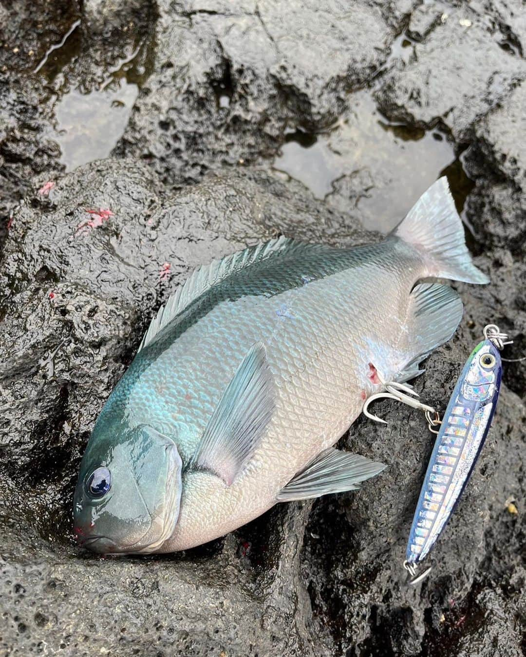 丸山城志郎さんのインスタグラム写真 - (丸山城志郎Instagram)「沖磯にてヒラマサ🎣 趣味のひとつであるロックショアジギング 10kg届かず。 次はメーター超えを目指します！」11月16日 18時34分 - joshiromaruyama