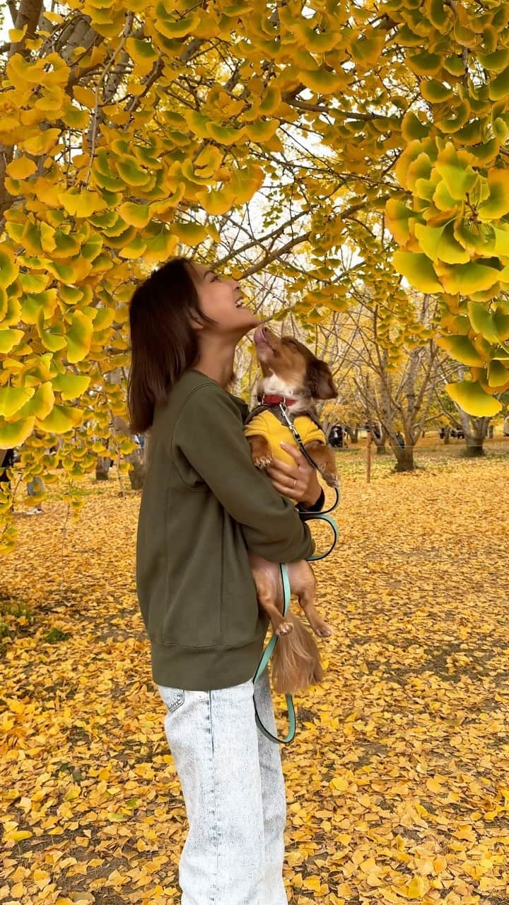 山口厚子のインスタグラム：「太原のイチョウ🍁 黄色い絨毯みたいで綺麗かった✨  11月15〜26日までやってるみたい！！  #太原のイチョウ  #広川町 #福岡観光 #福岡紅葉 #紅葉巡り #愛犬との暮らし #カメラマン父ちゃん」