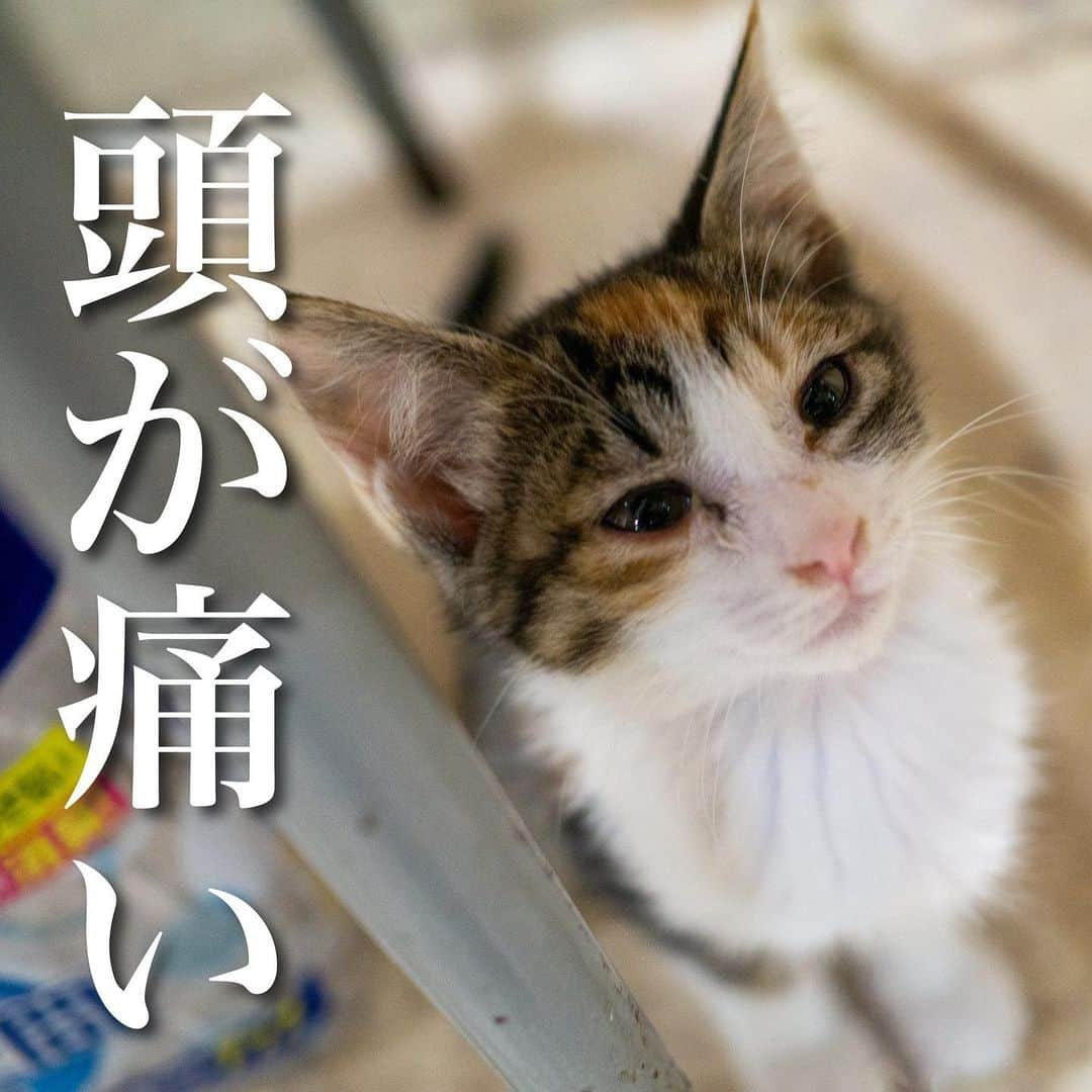 猫カフェきぶん屋のインスタグラム：「頭が痛い  ロキソニン飲まないとやってられないような鈍痛が。 これはもしかして、カレンダーが例年よりも売れなくて頭が痛いのか。 いや、皆さんが僕に焦らしプレイをしているに違いない。  頭痛の原因は寒暖差。 去年の今頃の時期の投稿を見返したら1日ぶっ倒れてる日があったのですが急に寒くなると年々体がついていかなくなることに歳を感じます。  今年はそれでもマシなほう。 その理由は一つのアドバイス。 整体に行った時にこの時期は自律神経乱れやすいから首を冷やさないようにと。 そういえば首から上って年中裸の状態ですね。 首はリンパの詰まるところでもあり日頃から温めておこうとネックウォーマーを常につけてます。 そう、ひとつウエノ男状態な日々。（懐かしいの思い出しました） 肩こりと頭痛がかなりマシになったのでおすすめです。  そして頭痛を誘発しやすいのがチョコレート。 こんな時に宣伝しますが毎年恒例のチョコレート入荷してます笑笑 今年の新味のソルト&キャラメルがまたおいしい。 疲れた時にポリポリしてください🍫 プロフィールのリンクからネットショップに進みます！ ちなみに17日は低気圧で頭痛注意の日です😱  🙏皆様にお願い🙏  いいねだけでなく、右下の保存ボタンを押してもらえると嬉しいです。  すごい勢いでフォロワーさんが増えて、情報が届けやすくなります。  ベジニャンシリーズ食べて応援してください🍛🍜🍝 https://kenkoshukan.stores.jp/  リラポ申請で10%還元中‼︎  https://relapo.jp/products/shop/kaetemiyou  プロフィールのハイライトから進めます‼️   お店のご来店は完全予約制にしておりますのでメッセージかお電話ください😊 兵庫県宝塚市、阪急小林駅より徒歩6分  #保護猫　#保護猫と暮らす　#保護猫を家族に　#ねこのいる生活　#ねこのいる幸せ」