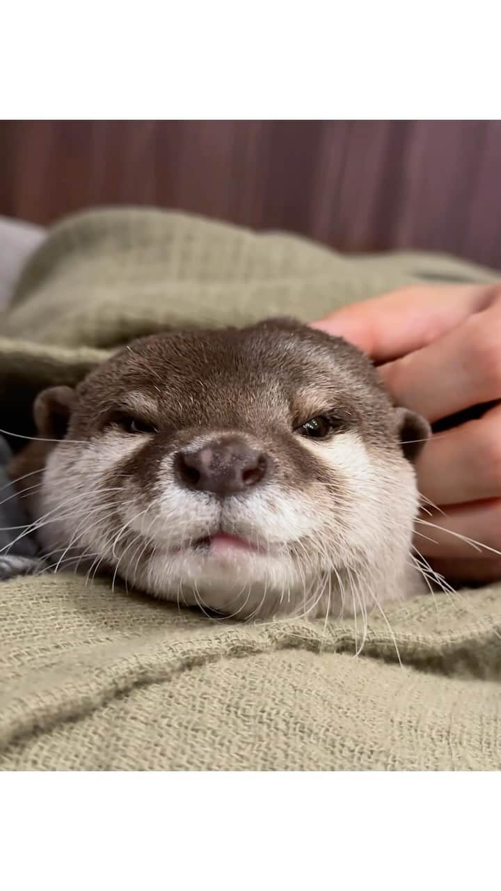 カワウソ コタロー&ハナのインスタグラム：「nyam nyam にゃむにゃむー . . . #otter #otters #cute #pet #animal ‪#カワウソ #コツメカワウソ #動物 #ペット #カワウソコタロー #カワウソハナ #コタロー #かわいい #かわうそ #もふもふ #수달 #귀여워 #水獺 #loutre #lontra #lutra #выдра #nutria#otterlove #kotarotheotter #otterkotaro」