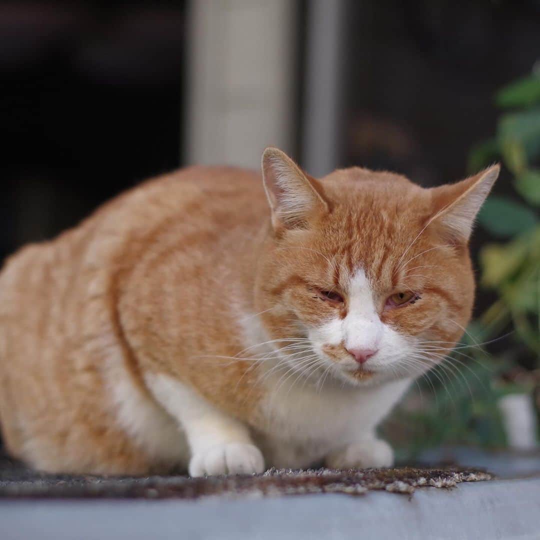 Kachimo Yoshimatsuさんのインスタグラム写真 - (Kachimo YoshimatsuInstagram)「おはようちゃめし Good Morning Chameshi 顔見て寄ってくる。  #うちの猫ら #猫 #chameshi #ねこ #ニャンスタグラム #にゃんすたぐらむ #ねこのきもち #cat #ネコ #catstagram #ネコ部 http://kachimo.exblog.jp」11月16日 10時00分 - kachimo