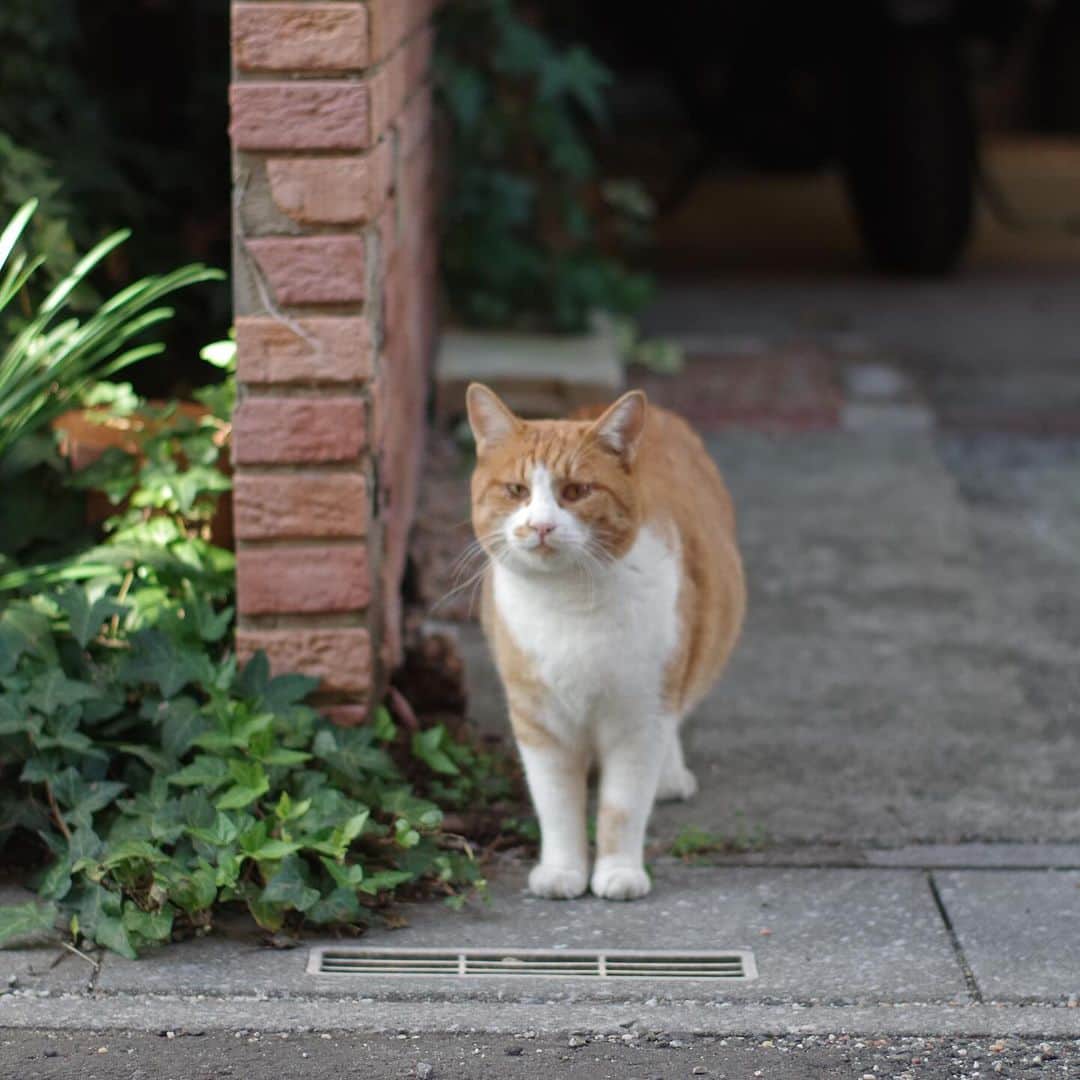 Kachimo Yoshimatsuさんのインスタグラム写真 - (Kachimo YoshimatsuInstagram)「おはようちゃめし Good Morning Chameshi 顔見て寄ってくる。  #うちの猫ら #猫 #chameshi #ねこ #ニャンスタグラム #にゃんすたぐらむ #ねこのきもち #cat #ネコ #catstagram #ネコ部 http://kachimo.exblog.jp」11月16日 10時00分 - kachimo