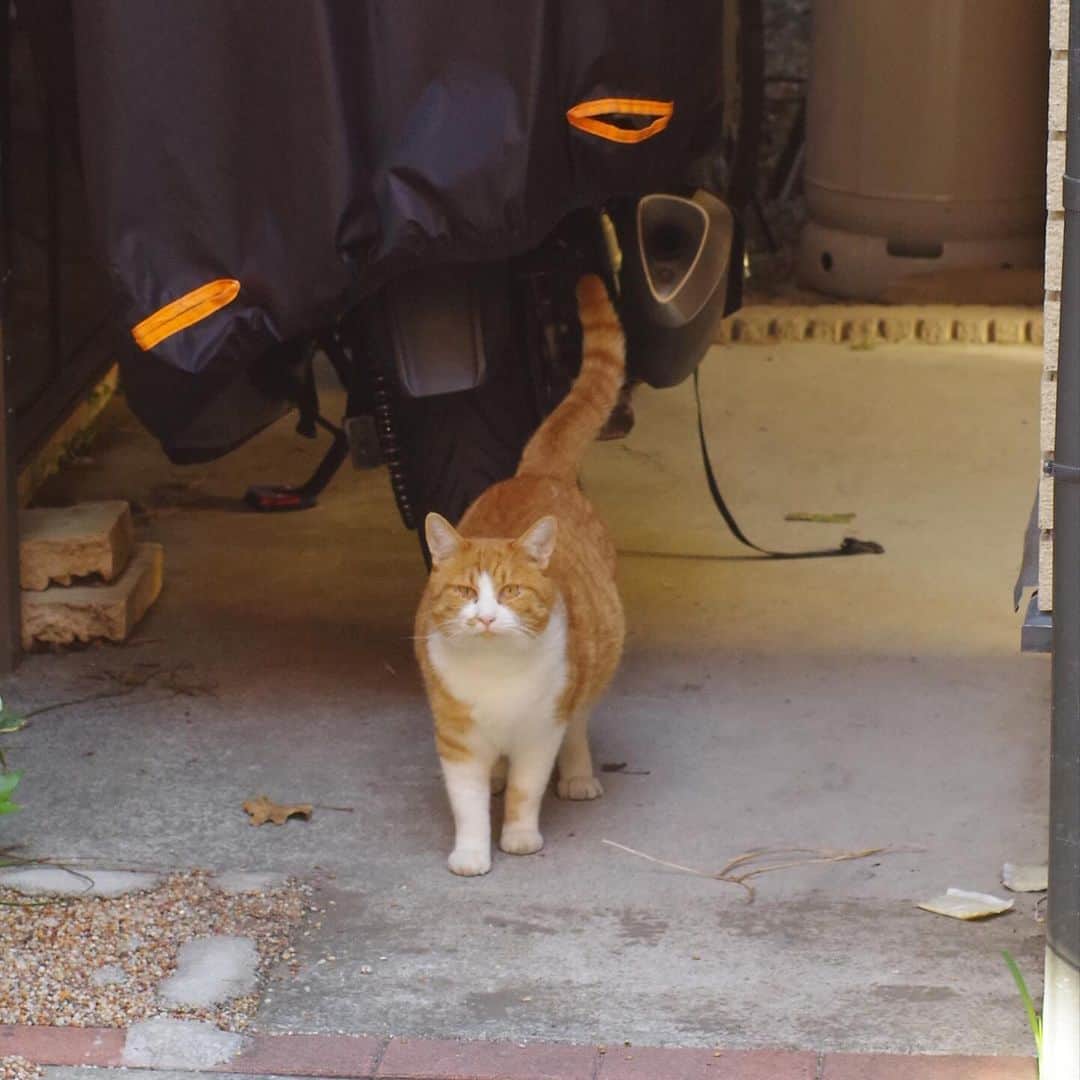 Kachimo Yoshimatsuのインスタグラム：「おはようちゃめし Good Morning Chameshi 顔見て寄ってくる。  #うちの猫ら #猫 #chameshi #ねこ #ニャンスタグラム #にゃんすたぐらむ #ねこのきもち #cat #ネコ #catstagram #ネコ部 http://kachimo.exblog.jp」