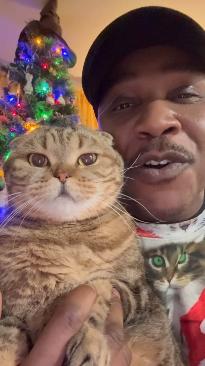 MSHO™(The Cat Rapper) のインスタグラム：「Sometimes you need to take a long break to come back feeling GREAT!! What’s up cat family!? WE ARE BACK!!! Yes we know it’s early but we HAD THE XMAS FEELING!!!! Who’s excited for more great content to come!?! WE BACK!!!! WHO ELSE GOT THE TREE UP RIGHT MEOW!?!? 🎄❤️🌎😺 #TheCatRapper #LilParmesan #CatMan #CatDad #CatMom #Holidays #Xmas #Christmas #ChristmasTree #HappyHolidays  #MoGang」