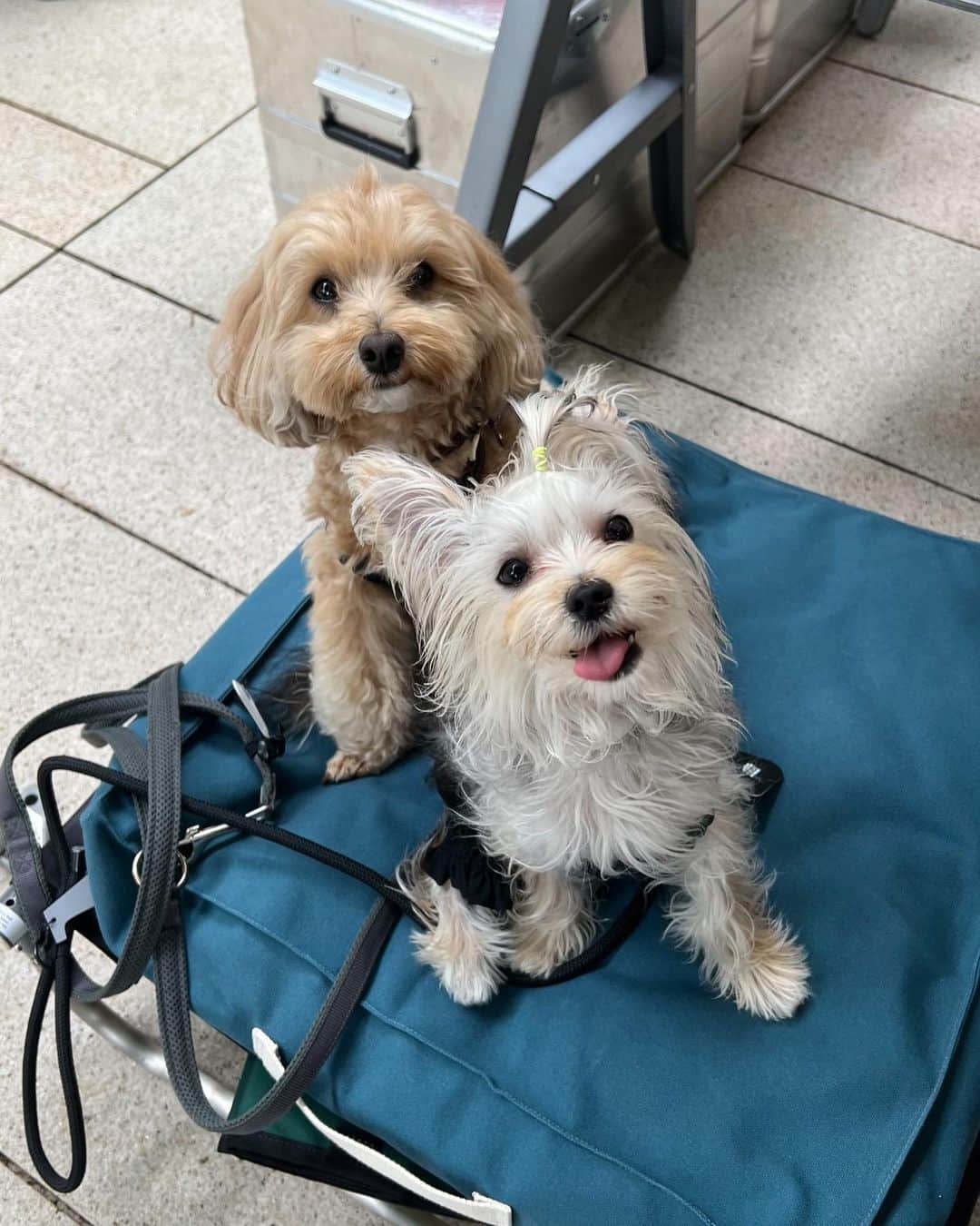 茅野愛衣のインスタグラム：「私の好きなもの🐶🐶 「カメラ向けた時の愛犬」 ずーっとカメラ目線のお兄ちゃんと、変顔してくる妹。 同じ家で育ったとは思えない…（茅）」