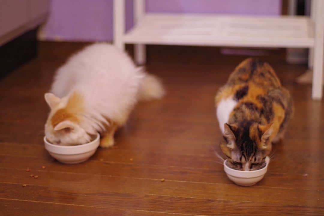 Kachimo Yoshimatsuのインスタグラム：「二人でご飯｡  ここの所、それぞれが、 それぞれの場所で 食べる傾向にあったため、 ちょっと新鮮。 昔は10匹並んで食べてたのに。  #うちの猫ら #okaki #castella #猫 #ねこ #ニャンスタグラム #にゃんすたぐらむ #ねこのきもち #cat #ネコ #catstagram #ネコ部 http://kachimo.exblog.jp」