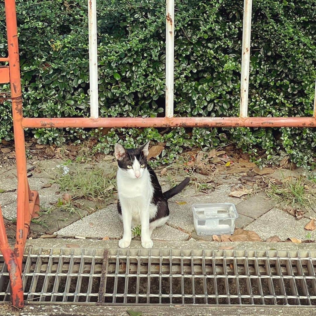 入山法子さんのインスタグラム写真 - (入山法子Instagram)「タイの野良たち。  みんな、達者でのう🐈🇹🇭」11月16日 10時38分 - iriyamanoriko_official