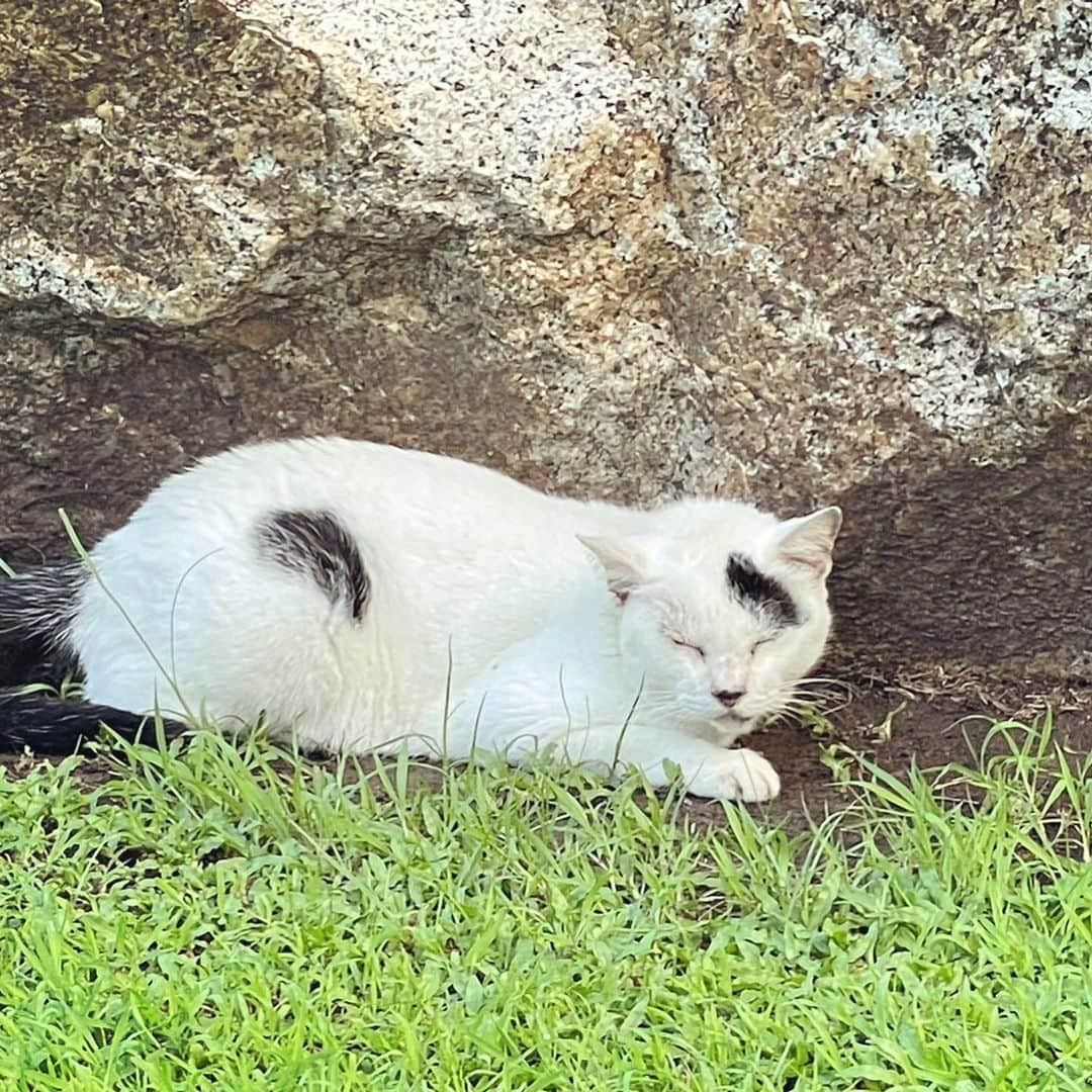 入山法子さんのインスタグラム写真 - (入山法子Instagram)「タイの野良たち。  みんな、達者でのう🐈🇹🇭」11月16日 10時38分 - iriyamanoriko_official