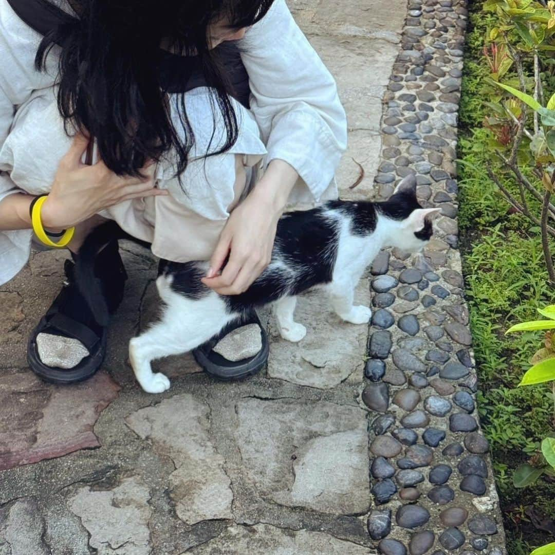 入山法子のインスタグラム：「タイの野良たち。  みんな、達者でのう🐈🇹🇭」