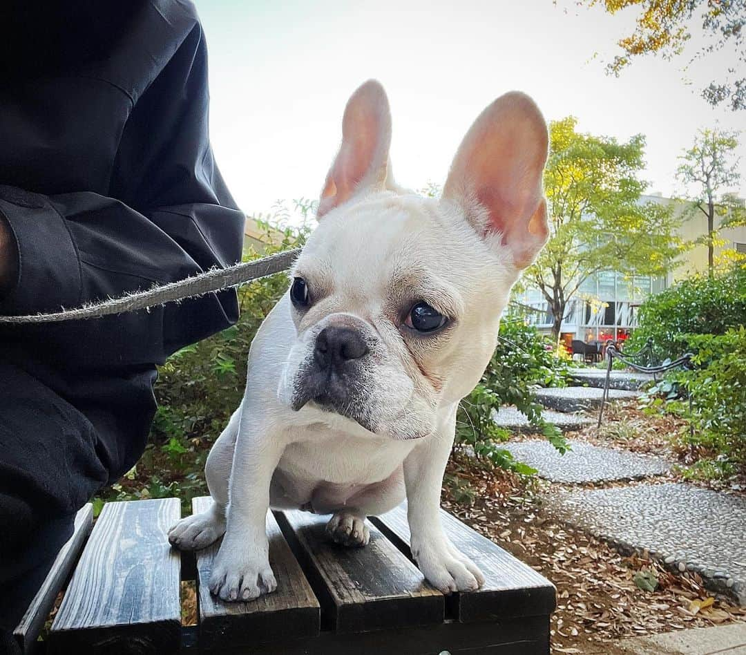 Ham-chanのインスタグラム：「おはよう😊今日はいい天気🐶🌞✨  #frenchbulldog #frenchie #gouttemps #fawnpied #fawnpiebald #フレンチブルドッグ #フレブル #ぐーたん #フォーンパイド #ハニーパイド」