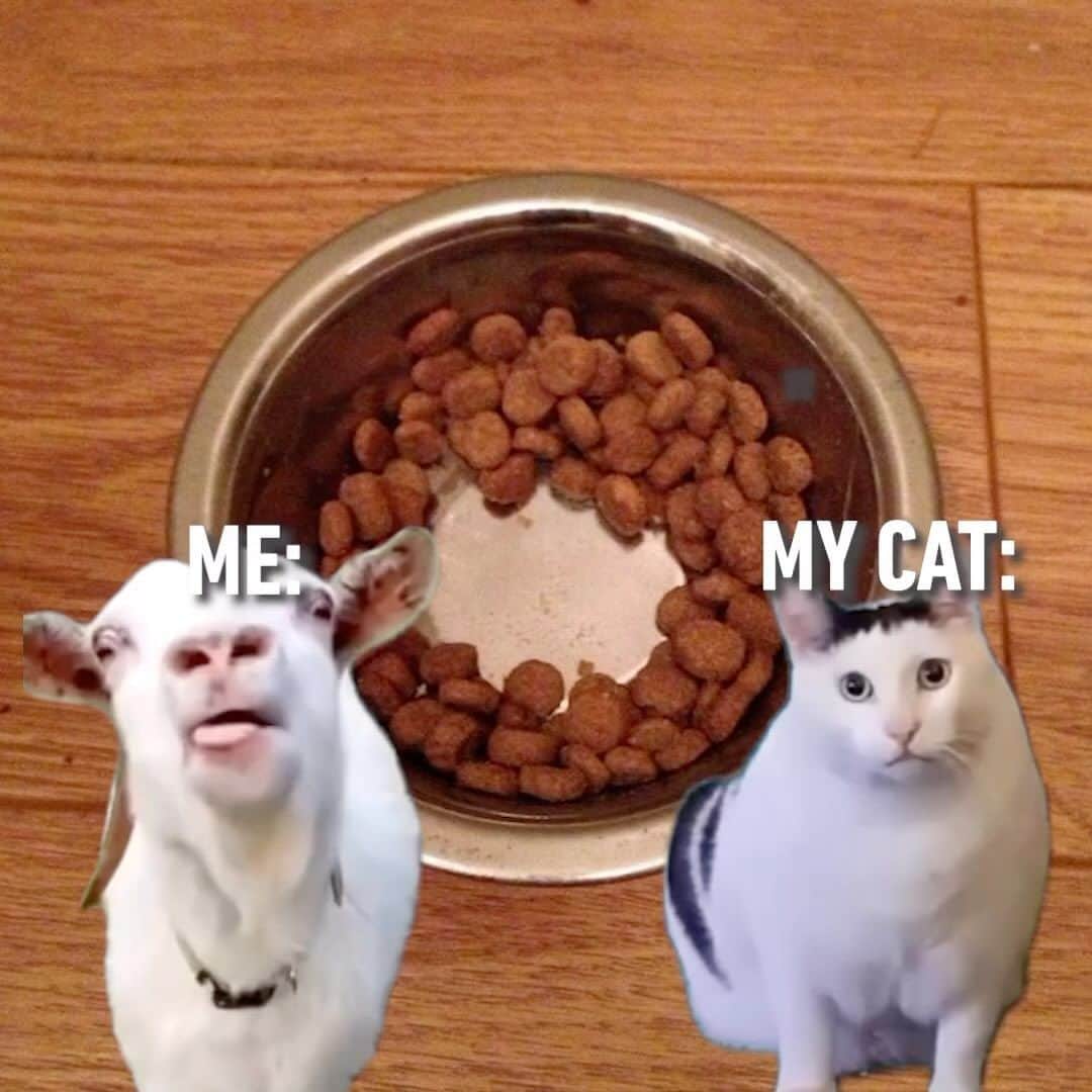 Aww Clubのインスタグラム：「Me trying to convince my cat there’s still food in his bowl  @benderchonkycat_official   #meowed #cutecat #cat #soundon #volumeup #huh #🔊 #listentome #fyp #catlogic #catfood」