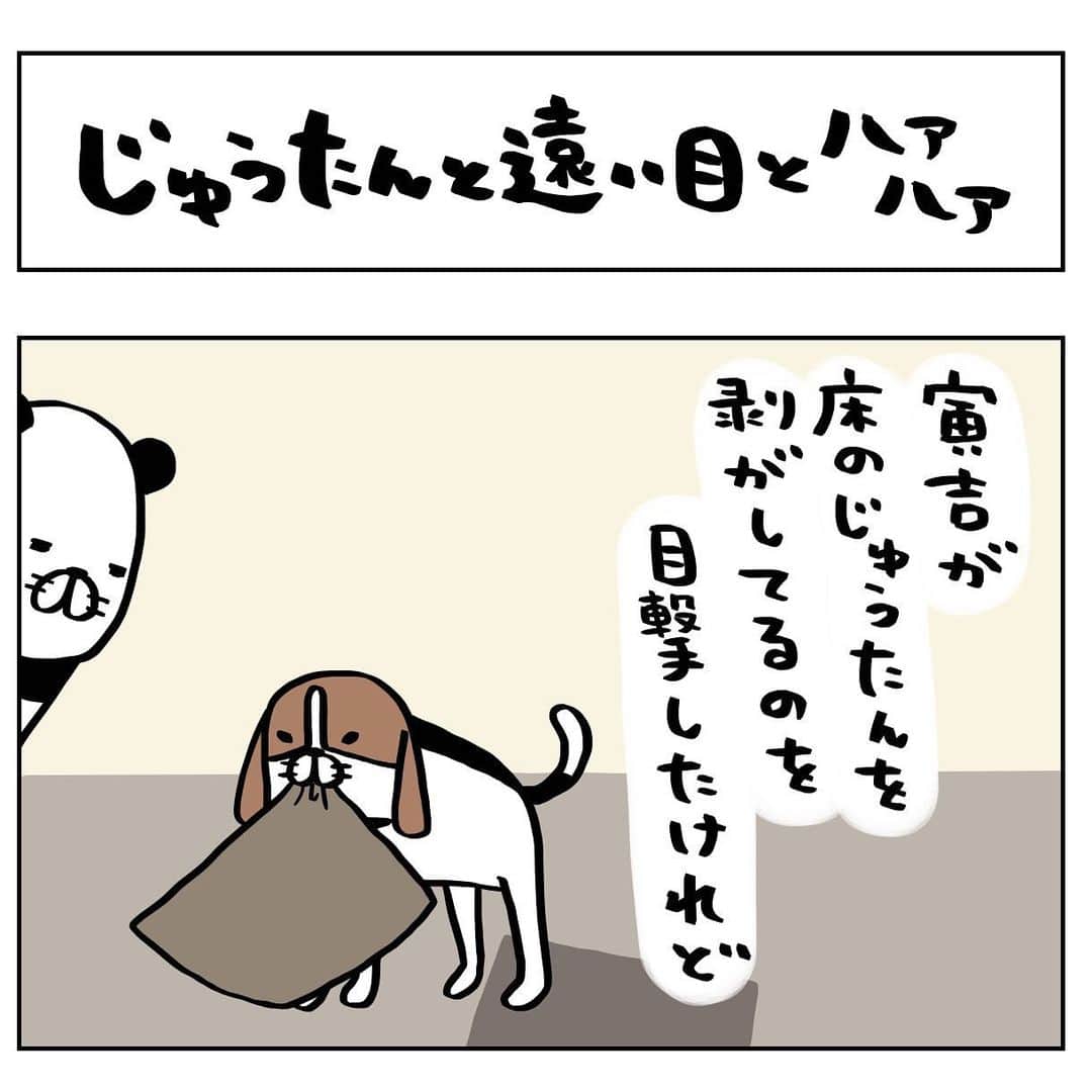 スティーヴン★スピルハンバーグのインスタグラム：「日常4コマーぬと 遠い目おすわりーぬ  #4コマ#パンダと犬#犬かわいい#犬#ビーグル#スティーヴンスピルハンバーグ」