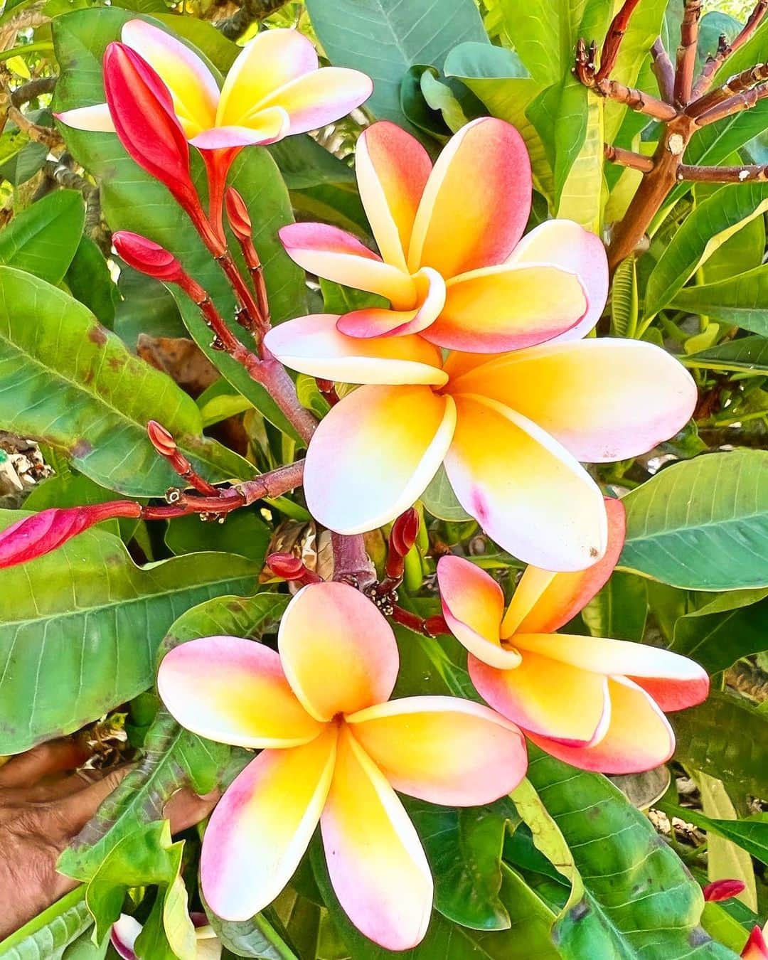 shihoさんのインスタグラム写真 - (shihoInstagram)「🩷🌼🩷🌼🩷 ・ いい香りが漂い、 見ているだけで可愛くて可愛くて ホッコリ癒されるプルメリアちゃん♡ ・ ハワイ語でプルメリアは 『Puamelia プアメリア』 〝大切な人の幸せを願う”  と言う意味が込められているの。 ・ 見た目だけではなく、 プルメリアに込められた意味も とっても素敵♡ ・ #hawaii#islandofoahu#oahu#ハワイ#trip #オアフ島#travel#loco_hawaii#travel_jp #funtorip#タビジョ#旅MUSE#genic_travel #genic_mag#たびねす#旅行#genic_hawaii #pulumeria#プルメリア#flowers#puamelia #tabijyomap_hawaii#lealeahawaii#2023」11月16日 11時51分 - shiho.ga8