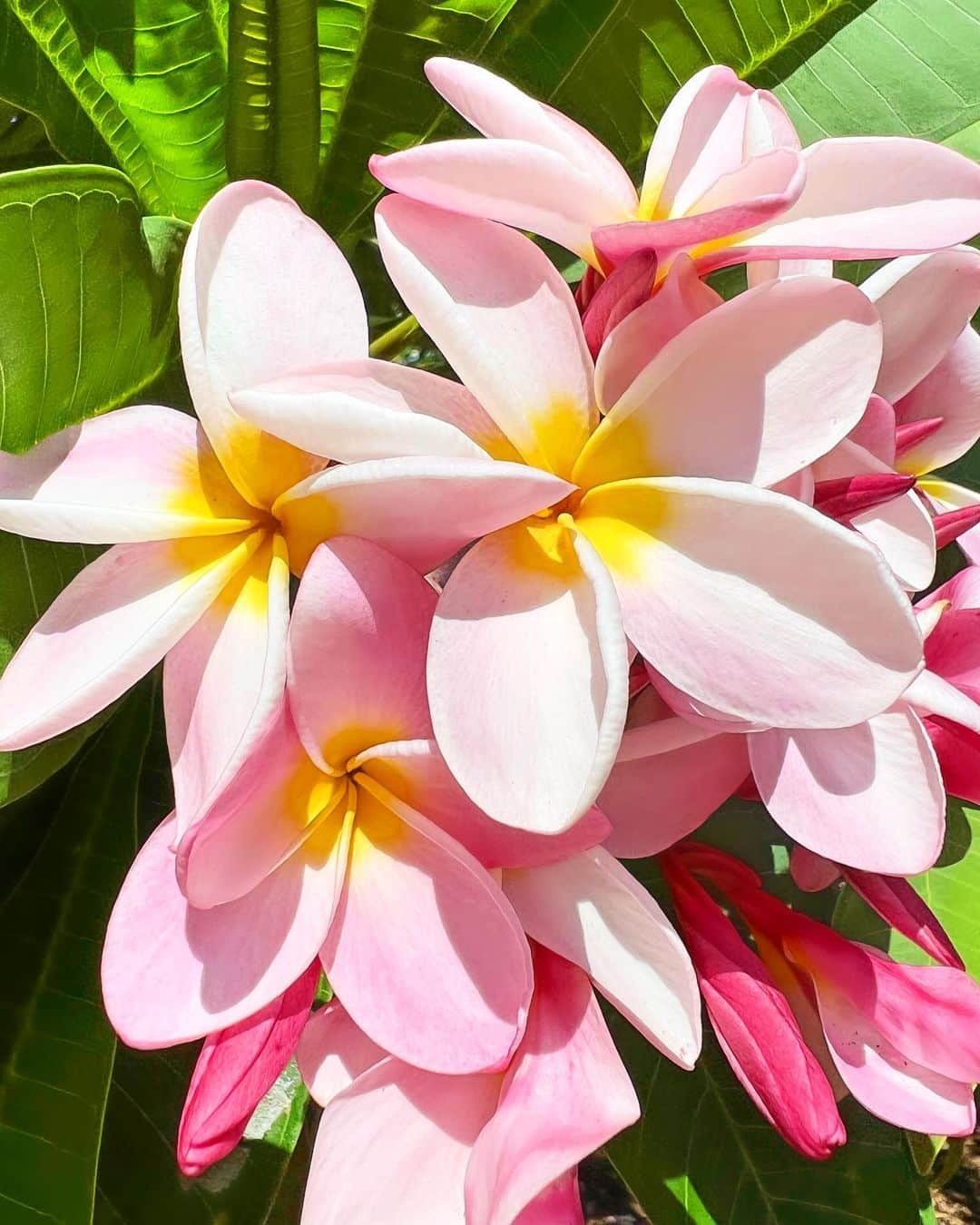 shihoのインスタグラム：「🩷🌼🩷🌼🩷 ・ いい香りが漂い、 見ているだけで可愛くて可愛くて ホッコリ癒されるプルメリアちゃん♡ ・ ハワイ語でプルメリアは 『Puamelia プアメリア』 〝大切な人の幸せを願う”  と言う意味が込められているの。 ・ 見た目だけではなく、 プルメリアに込められた意味も とっても素敵♡ ・ #hawaii#islandofoahu#oahu#ハワイ#trip #オアフ島#travel#loco_hawaii#travel_jp #funtorip#タビジョ#旅MUSE#genic_travel #genic_mag#たびねす#旅行#genic_hawaii #pulumeria#プルメリア#flowers#puamelia #tabijyomap_hawaii#lealeahawaii#2023」