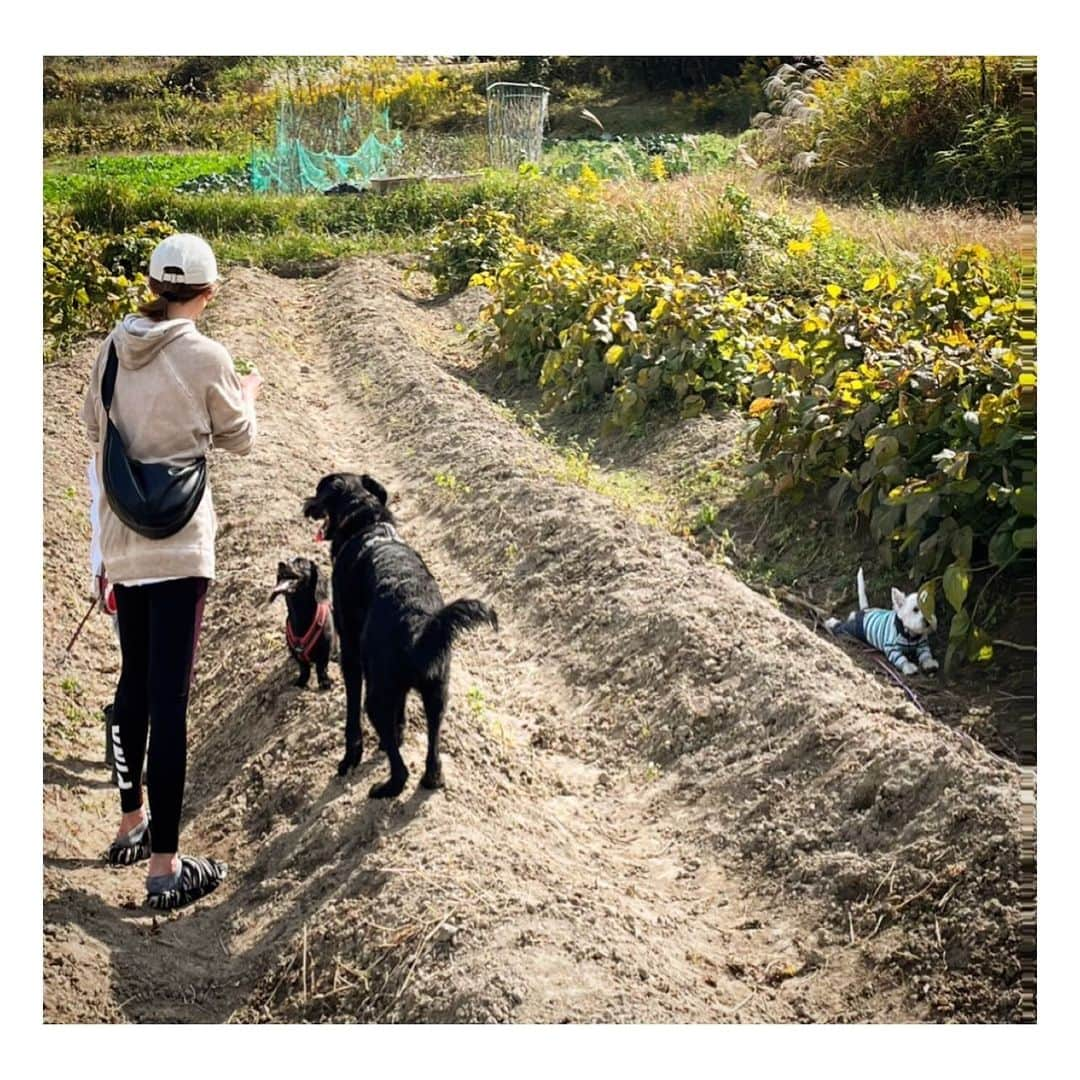 龍真咲さんのインスタグラム写真 - (龍真咲Instagram)「りーくんの幼稚園のお芋掘り🍠 なんと安納芋掘り放題🍠🍠 ここ掘れワンワン？ なんの話ですか？なりーくんでした😂 とにかく大好きなボールを追いかけ回して、きっと翌日は筋肉痛だったはずなのはここだけの話🤫⚽️  #カニンヘンダックスフンド #ブラソリ #LICHT #お弁当持ってお出かけ  #犬のいる暮らし」11月16日 12時12分 - masaki_ryu