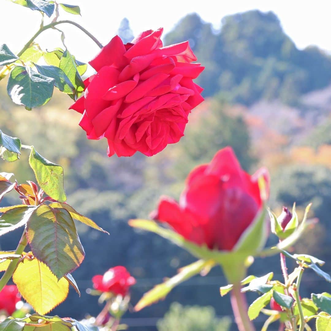 島田市のインスタグラム：「ばらの丘公園で秋バラが見頃を迎えています。今年の見頃は、11月下旬頃まで続く見込みです。 #静岡県 #shizuoka #島田市 #shimada #島田市ばらの丘公園 #バラ #秋バラ」