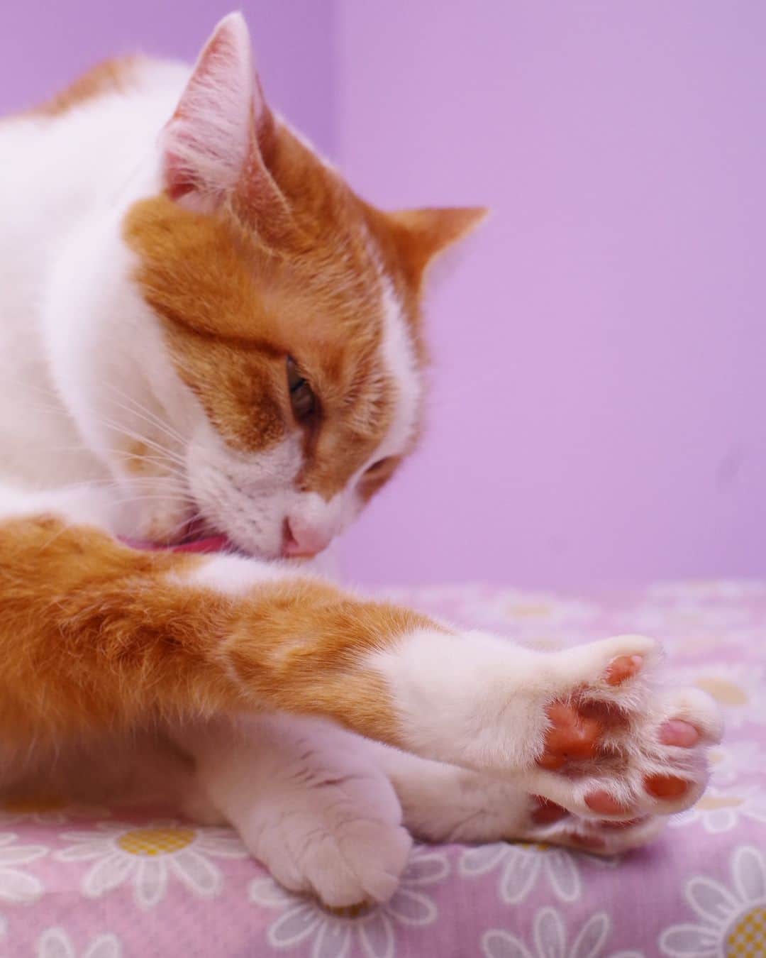 Kachimo Yoshimatsuのインスタグラム：「身だしなみは大切よ。  #うちの猫ら #猫 #oinari #ねこ #ニャンスタグラム #にゃんすたぐらむ #ねこのきもち #cat #ネコ #catstagram #ネコ部 http://kachimo.exblog.jp」