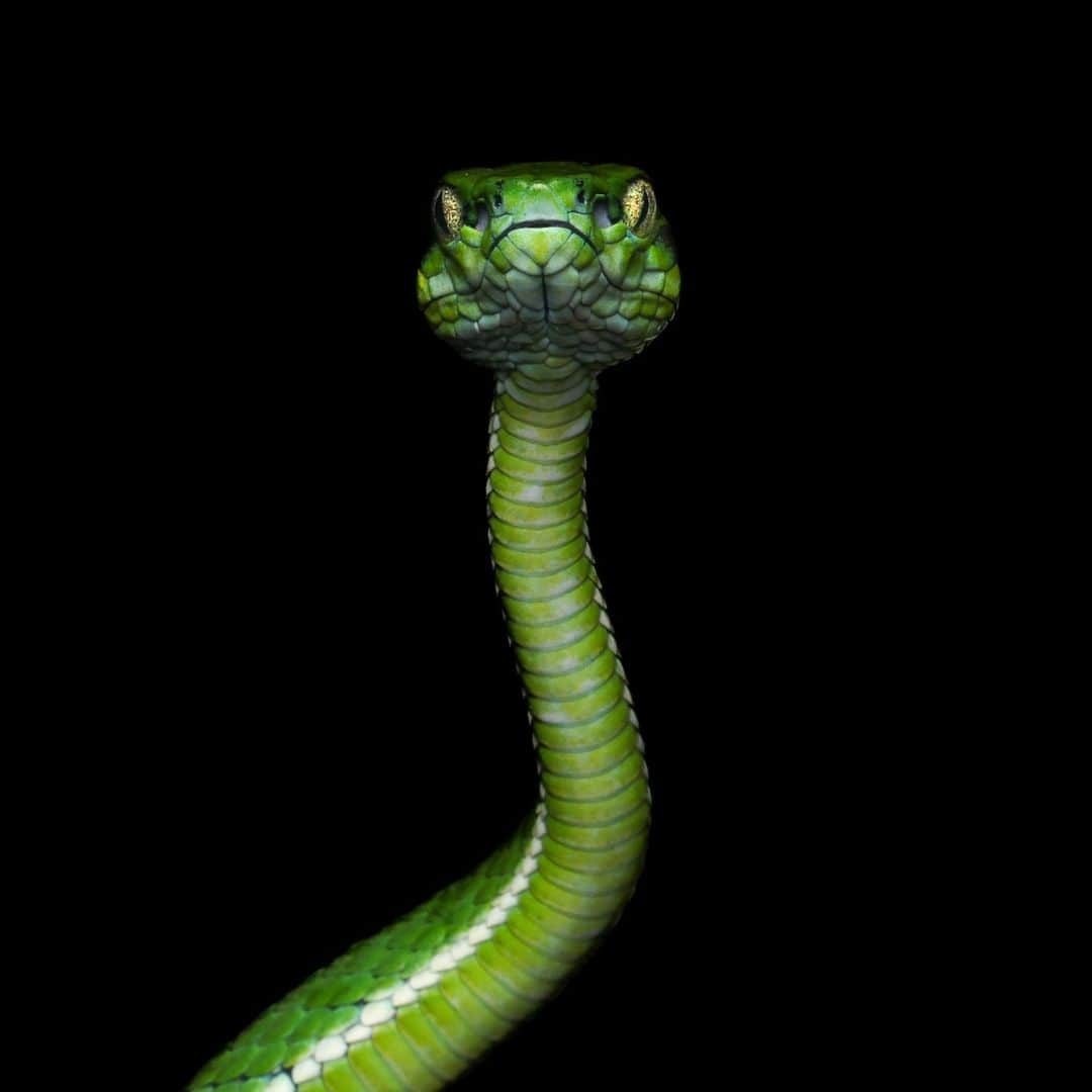 Canon Asiaのインスタグラム：「👏 Kudos to @vinaytiwari_photography for capturing the elusive nocturnal Large-Scaled Pit Viper 🐍 with his EOS R5! This particular example is a juvenile at only 8️⃣ inches, making spotting it a much more impressive feat. Thanks to the EOS R5's Animal Eye AF, landing a clean and precise shot (even at 🌙) proved no trouble at all!⁣ -⁣ 📷 Photo by @vinaytiwari_photography on Canon EOS R5 | EF100mm f/2.8L Macro IS USM | 100mm | f/18 | ISO 320 | 1/160s⁣ -⁣ #TeamCanon #CanonAsia #CanonPhotography #CanonPhoto #CanonImages #CanonEOSR #Mirrorless #CanonLens #CanonColourScience #PhotoOfTheDay #IAmCanon #ThePhotoHour #WildlifePhotography」