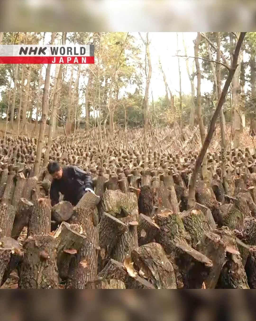 NHK「WORLD-JAPAN」のインスタグラム：「Have you cooked with shiitake?  Log-grown shiitake have a strong umami.🍄🪵  This 100-year-old farm has around 35,000 logs growing this flavor packed mushroom.  So they keep longer, most will be dried. If done soon after harvest, the shiitake will retain their flavor as drying produces an umami compound called guanylic acid. When rehydrated, the shiitake contain ten times the umami as when fresh.😋 Yum.  What have you cooked with shiitake? . 👉See more｜Watch｜Trails to Oishii Tokyo: SHIITAKE｜Free On Demand｜NHK WORLD-JAPAN website.👀 . 👉Tap in Stories/Highlights to get there.👆 . 👉See the link in our bio for more on the latest from Japan. . 👉If we’re on your Favorites list you won’t miss a post. . . #umami #うま味 #dashi #だし #出汁 #shiitake #shiitakemushrooms #japanesemushroom #mushroom #loggrownshiitake #mushroomfarm #しいたけ #driedshiitake #japanesefood #japanesingredients #visitjapan #discoverjapan #japanfoodie #tokyo #trailstooishiitokyo #hiddenjapan #discoverjapan #nhkworldjapan」