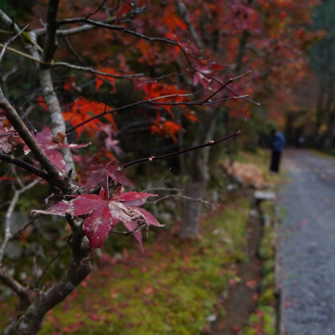 高井直子さんのインスタグラム写真 - (高井直子Instagram)「🍁🍁🍁 #美山荘」11月16日 13時19分 - naokotakai