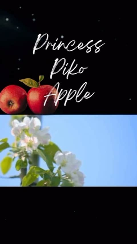 安枝瞳のインスタグラム：「. #ppap2023 #princesspiko #princesspikoapple #🍎 #青森りんご #福士農園 もうすぐ…🥺💕」