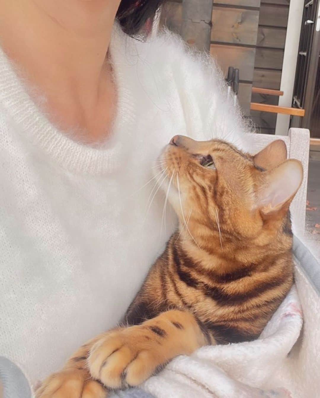 三浦瑠麗さんのインスタグラム写真 - (三浦瑠麗Instagram)「ねこねこシリーズ。 ぎばっとしたレオくんから甘えん坊のレオくんまで。 ケースに入ったパソコンの上に座るのはお約束。」11月16日 19時10分 - lullymiura
