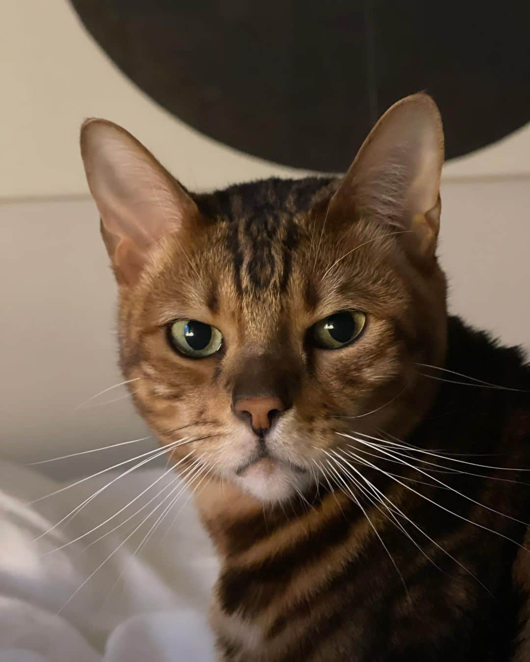 のインスタグラム：「ねこねこシリーズ。 ぎばっとしたレオくんから甘えん坊のレオくんまで。 ケースに入ったパソコンの上に座るのはお約束。」