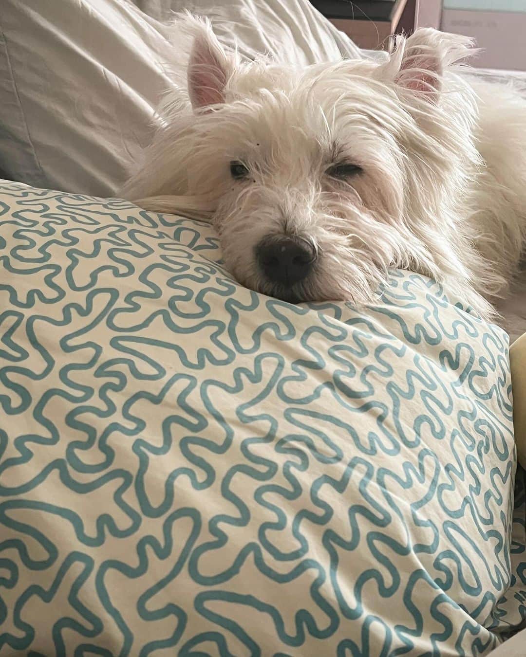Hoykong&Plamuekのインスタグラム：「Still sleepy. Plamuek is getting older and sleeping a lot. 💤 #plamuek_westies #westiegram」
