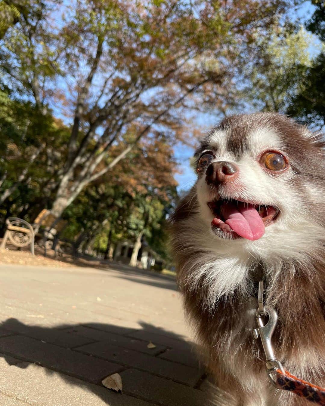 久保田秀敏のインスタグラム：「秋晴れの日🍂 ・ ・ ・ ちょっと遠出して ピクニック気分。 ・ ・ ・ 秋の澄んだ空気に エルさんも気持ち良さそう🐶 ・ ・ ・ そんな小さな幸せが 大きな幸せ🧺  #犬 #イッヌ  #いぬすたぐらむ  #犬スタグラム  #犬のいる暮らし  #dog #チワワ #chihuahua  #チョコタンチワワ」
